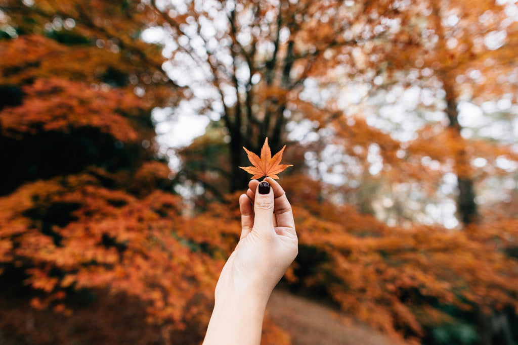 Embracing the Joy of Fall and Spooky Season in 7 Simple Ways