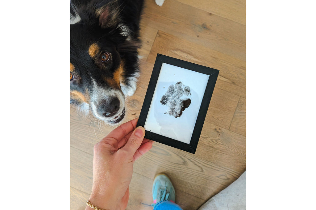 Paw Print Kit